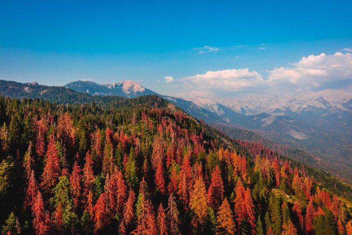 California, Fall Colors, North America, Sequoia National Park, Travel, United States, Yosemite National Park