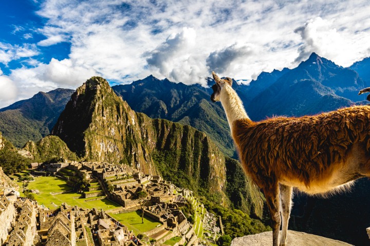 AGP Favorite, Andes Mountains, Cusco, Llama, Machu Picchu, Peru, South America, Travel, AGP, Alex G Perez, www.AGPfoto.com