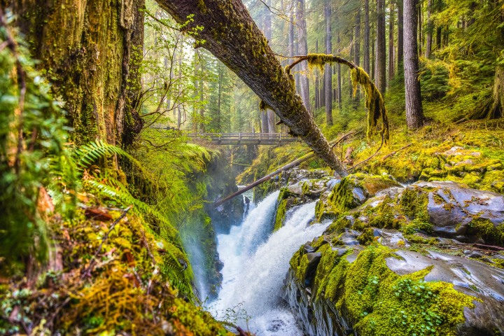 AGP Favorite, Hoh Rainforest, North America, Olympic National Park, Seattle, Travel, United States, Washington, Waterfall, AGP, Alex G Perez, www.AGPfoto.com