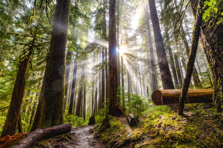 AGP Favorite, Hoh Rainforest, North America, Olympic National Park, Seattle, Travel, Washington, AGP, Alex G Perez, www.AGPfoto.com