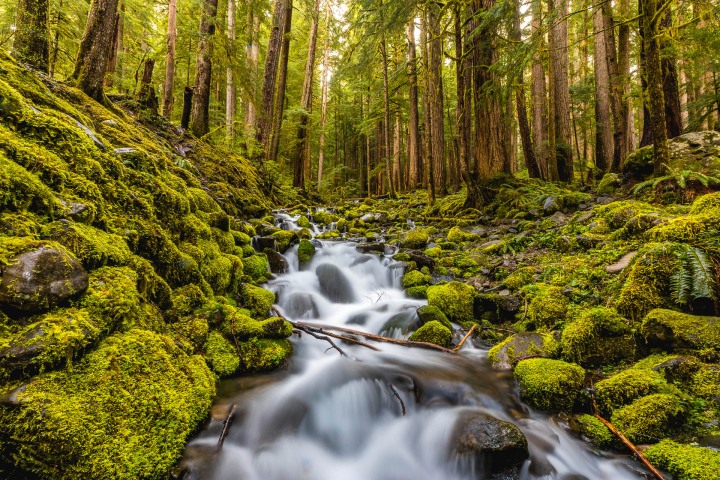 AGP Favorite, Hoh Rainforest, Long Exposure, North America, Olympic National Park, Seattle, Travel, Washington, AGP, Alex G Perez, www.AGPfoto.com