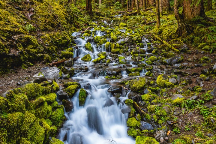 Hoh Rainforest, Long Exposure, North America, Olympic National Park, Seattle, Travel, United States, Washington