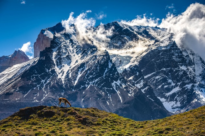 Chile, Guanacos, Patagonia, South America, Torres del Paine, Travel, AGP, Alex G Perez, www.AGPfoto.com