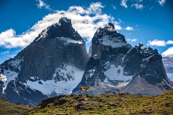 AGP Favorite, Chile, Guanacos, Patagonia, South America, Torres del Paine, Travel, AGP, Alex G Perez, www.AGPfoto.com
