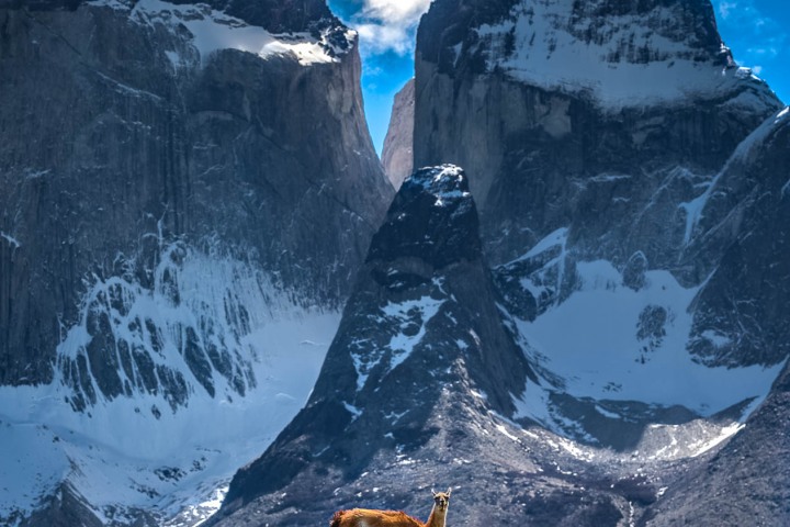 AGP Favorite, Chile, Guanacos, Mountains, Patagonia, Snow Covered, South America, Torres del Paine, Travel, AGP, Alex G Perez, www.AGPfoto.com