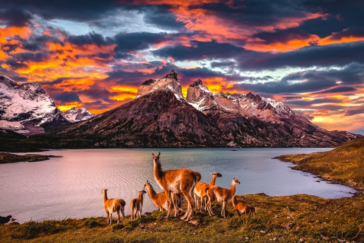 AGP Favorite, Chile, Guanacos, Patagonia, South America, Sunset, Torres del Paine, Travel, AGP, Alex G Perez, www.AGPfoto.com
