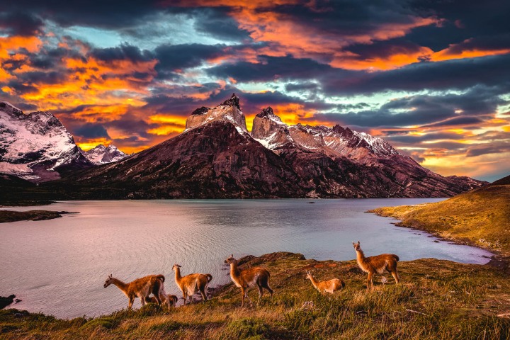Chile, Guanacos, Mountains, Patagonia, Snow Covered, South America, Sunset, Torres del Paine, Travel, AGP, Alex G Perez, www.AGPfoto.com