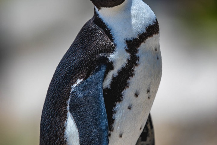 Africa, Boulders  Beach, Cape Town, Penguin, South Africa, Travel, AGP, Alex G Perez, www.AGPfoto.com