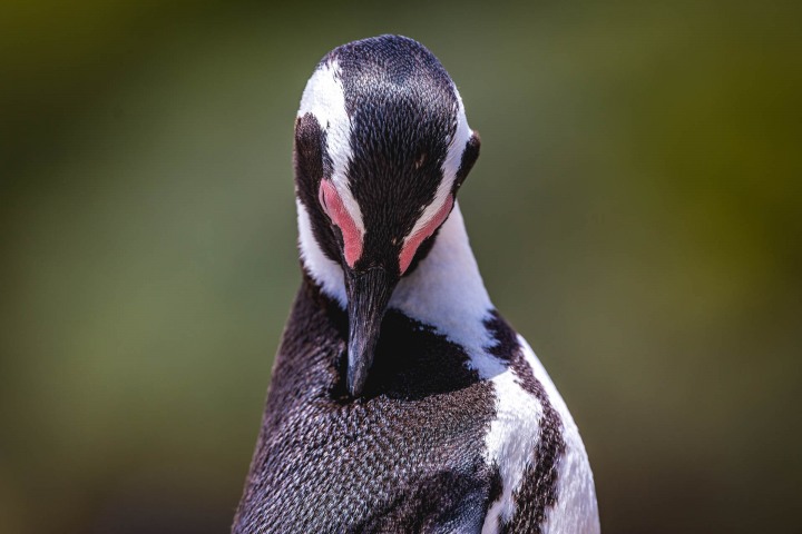 Africa, Boulders  Beach, Cape Town, Penguin, South Africa, Travel, AGP, Alex G Perez, www.AGPfoto.com