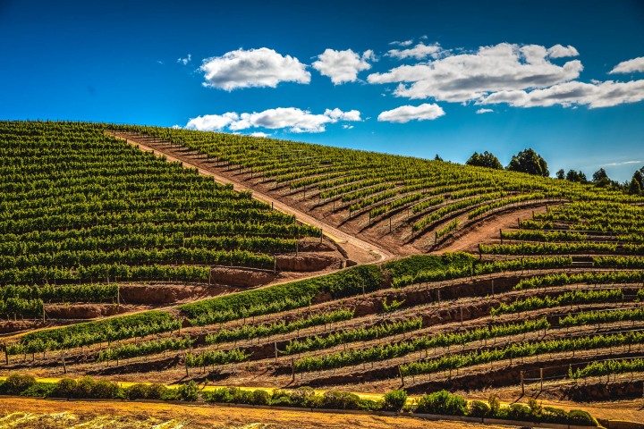 Africa, Cape Town, South Africa, Travel, Vineyard