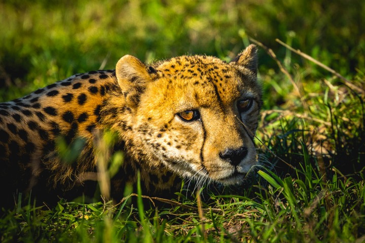 Africa, Cheetah, Kruger National Park, Safari, South Africa, Travel