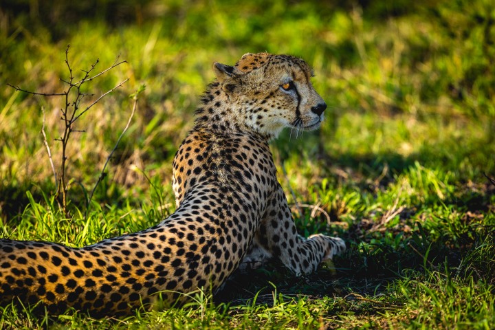 Africa, AGP Favorite, Cheetah, Kruger National Park, Safari, South Africa, Travel