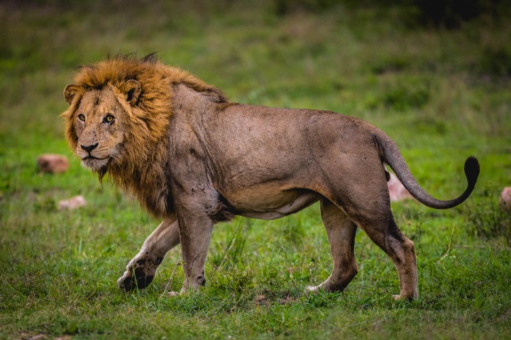 Africa, Kruger National Park, Lion, Safari, South Africa, Travel
