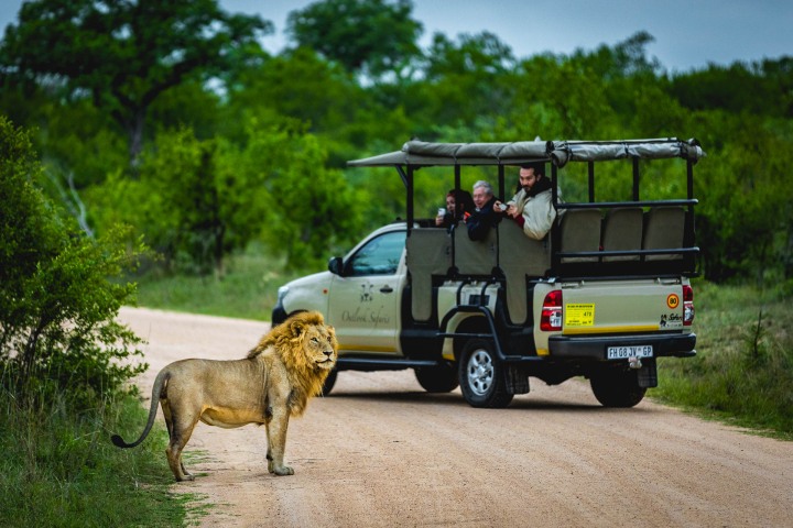Africa, AGP Favorite, Kruger National Park, Lion, Safari, South Africa, Travel, AGP, Alex G Perez, www.AGPfoto.com
