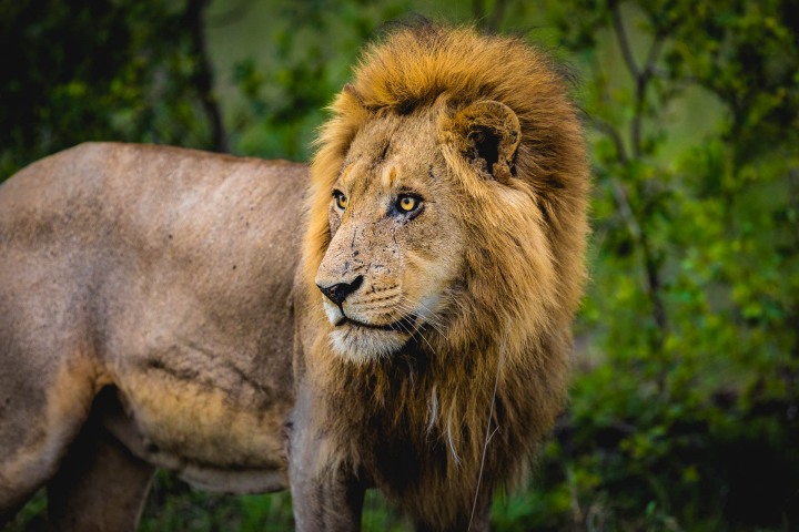 Africa, AGP Favorite, Kruger National Park, Lion, Safari, South Africa, Travel