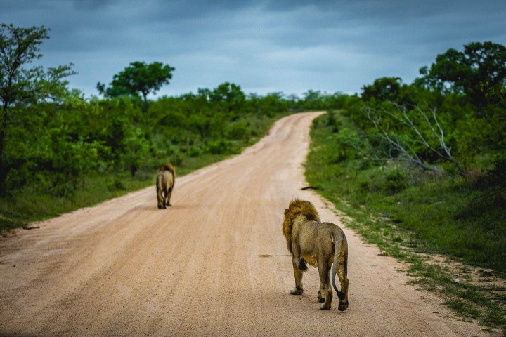 Africa, Kruger National Park, Lion, Safari, South Africa, Travel