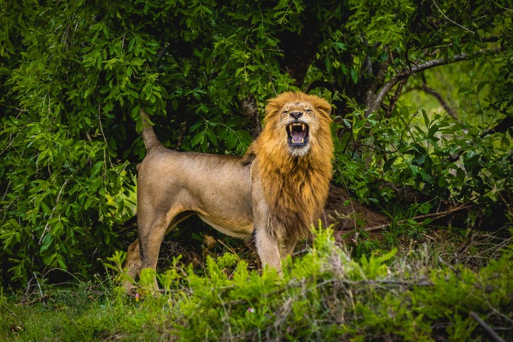 Africa, AGP Favorite, Kruger National Park, Lion, Safari, South Africa, Travel, AGP, Alex G Perez, www.AGPfoto.com