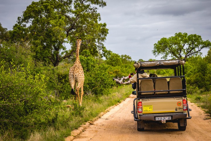 Africa, Giraffe, Kruger National Park, Safari, South Africa, Travel