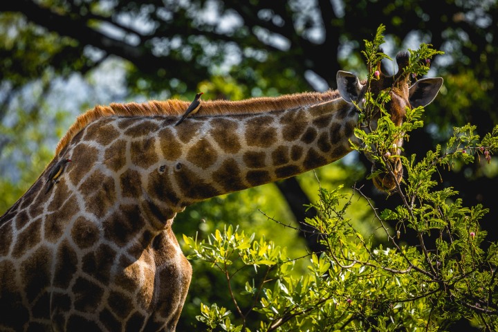Africa, Giraffe, Kruger National Park, Safari, South Africa, Travel
