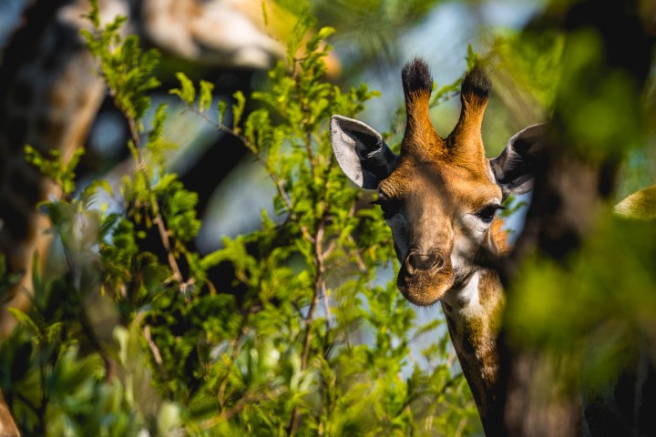 Africa, Giraffe, Kruger National Park, Safari, South Africa, Travel