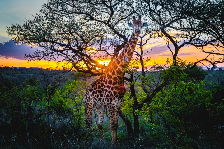 Africa, Giraffe, Kruger National Park, Safari, South Africa, Sunset, Travel