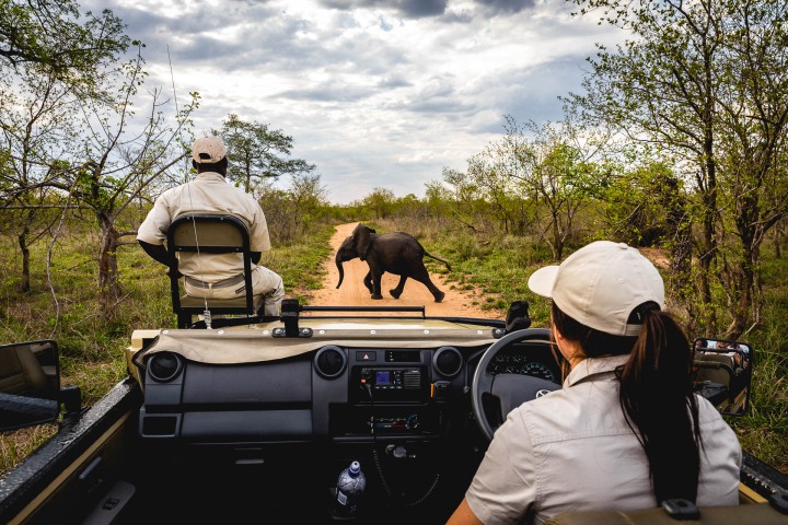 Africa, Elephant, Kruger National Park, Safari, South Africa, Travel