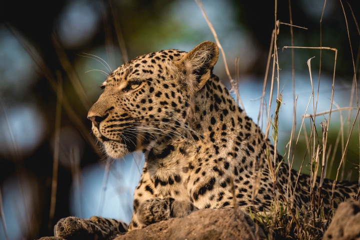Africa, Kruger National Park, Leopard, Safari, South Africa, Travel