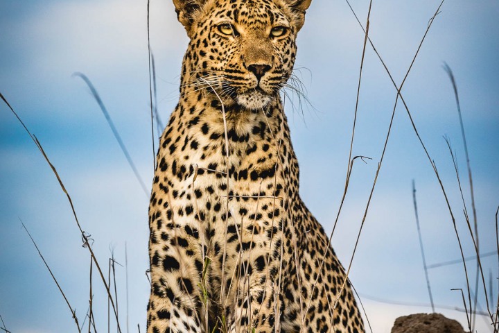 Africa, AGP Favorite, Kruger National Park, Leopard, Safari, South Africa, Travel, AGP, Alex G Perez, www.AGPfoto.com