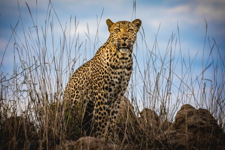 Africa, Kruger National Park, Leopard, Safari, South Africa, Travel
