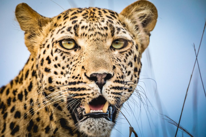 Africa, Kruger National Park, Leopard, Safari, South Africa, Travel, AGP, Alex G Perez, www.AGPfoto.com
