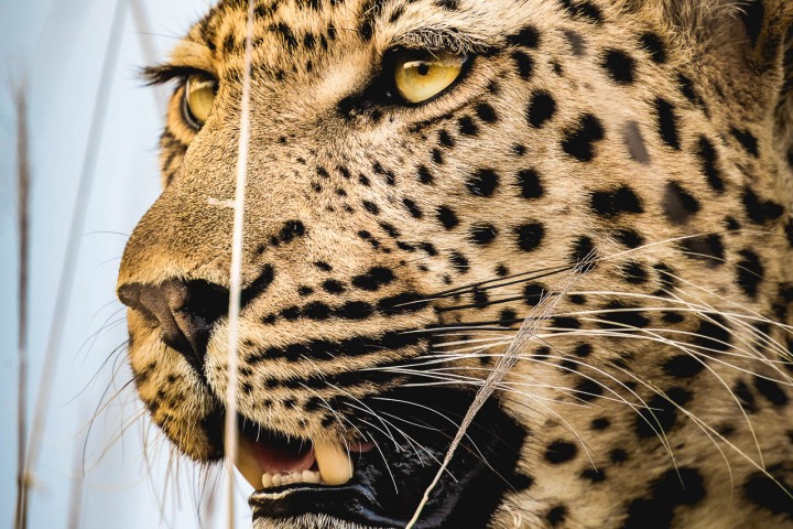 Africa, AGP Favorite, Kruger National Park, Leopard, Safari, South Africa, Travel, AGP, Alex G Perez, www.AGPfoto.com