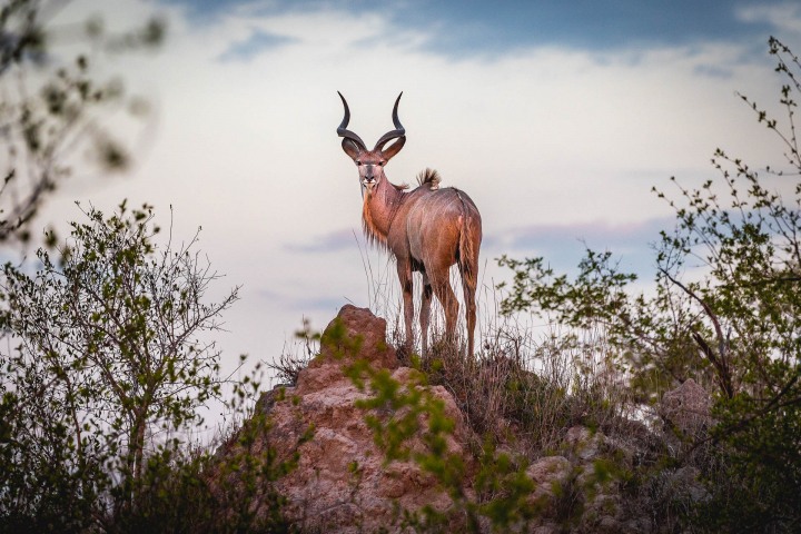 Africa, Kruger National Park, Safari, South Africa, Travel, AGP, Alex G Perez, www.AGPfoto.com