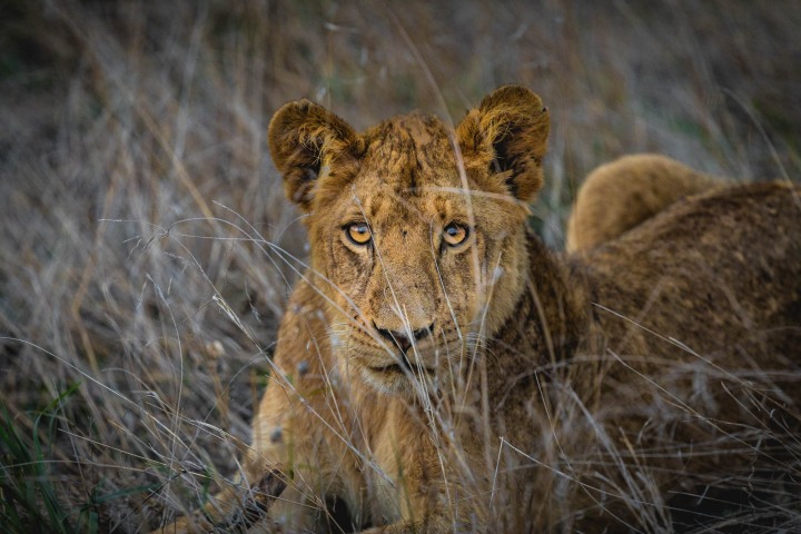 Africa, Kruger National Park, Lion, Safari, South Africa, Travel