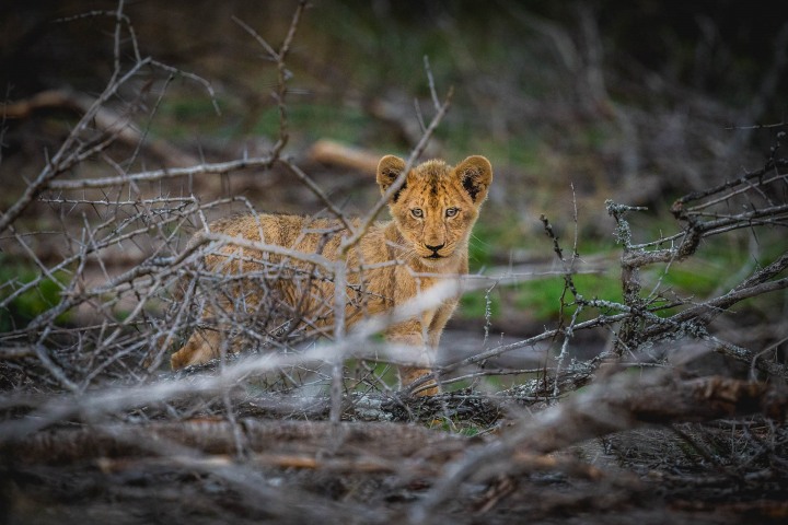 Africa, Kruger National Park, Lion, Safari, South Africa, Travel, AGP, Alex G Perez, www.AGPfoto.com