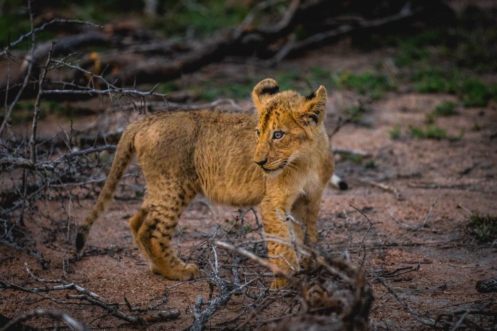 Africa, Kruger National Park, Lion, Safari, South Africa, Travel