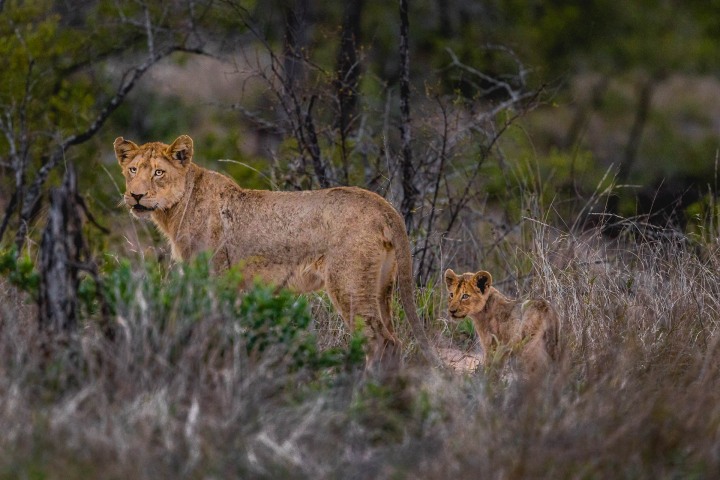 Africa, AGP Favorite, Kruger National Park, Lion, Safari, South Africa, Travel