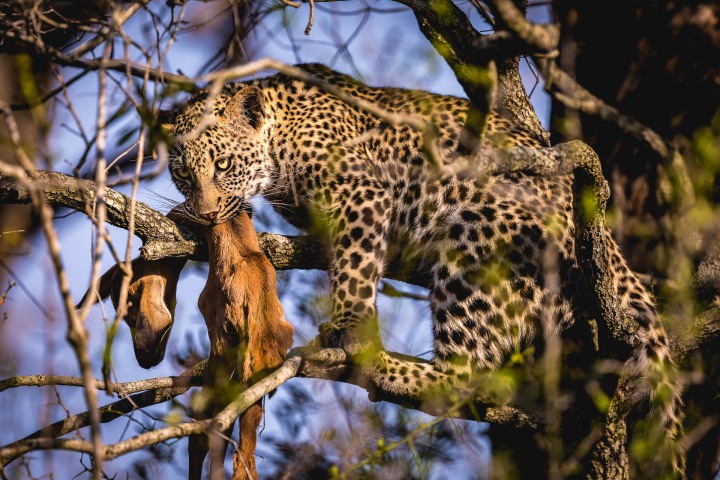 Africa, Kruger National Park, Leopard, Safari, South Africa, Travel, AGP, Alex G Perez, www.AGPfoto.com