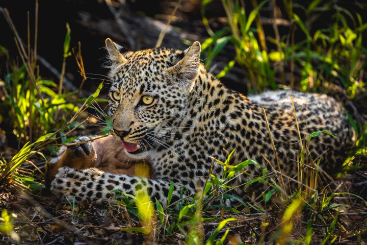 Africa, AGP Favorite, Kruger National Park, Leopard, Safari, South Africa, Travel, AGP, Alex G Perez, www.AGPfoto.com