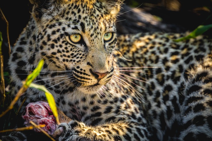 Africa, Kruger National Park, Leopard, Safari, South Africa, Travel