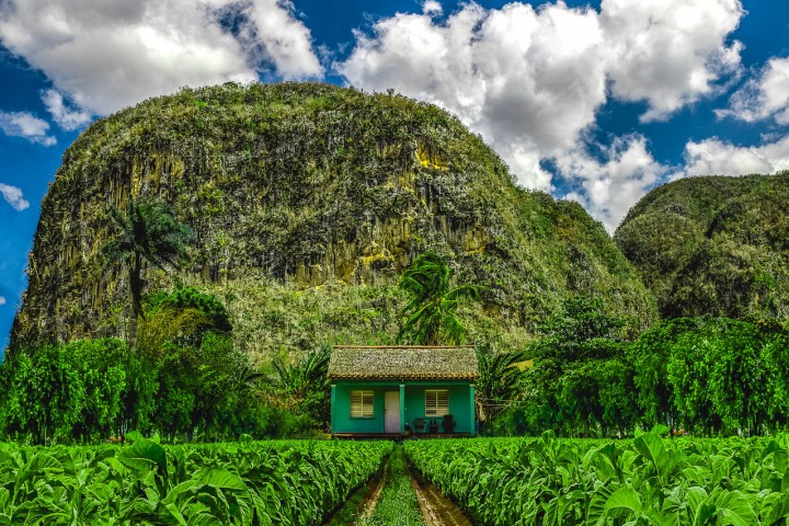 AGP Favorite, Caribbean, Cuba, Plantations, Tobacco, Travel, Vinales, AGP, Alex G Perez, www.AGPfoto.com