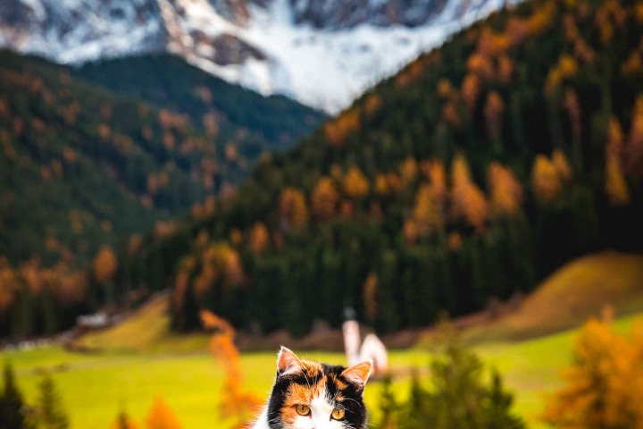 AGP Favorite, Autumn, Dolomites, Europe, Fall Colors, Furchetta, Italy, Mountains, Sass Rigais, Snow Covered, South Tyrol, St. Maddalena, Travel