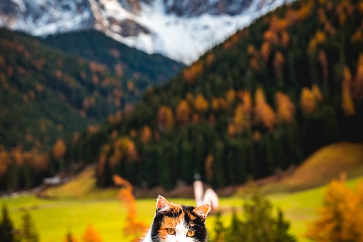 AGP Favorite, Autumn, Dolomites, Europe, Fall Colors, Furchetta, Italy, Mountains, Sass Rigais, Snow Covered, South Tyrol, St. Maddalena, Travel, AGP, Alex G Perez, www.AGPfoto.com