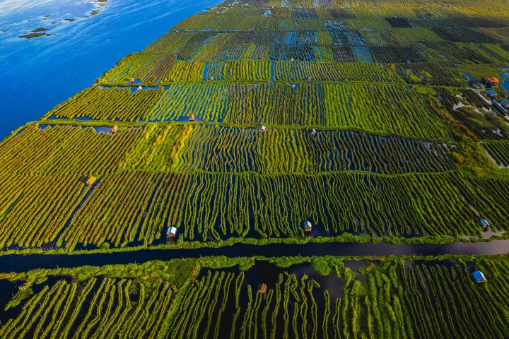 Aerial Photography, AGP Favorite, Asia, Burma, Floating Garden, Inle Lake, Myanmar, Travel