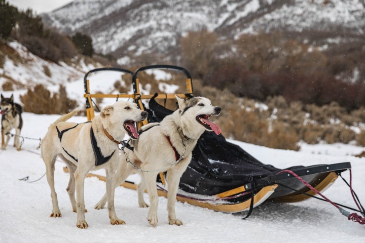 AGP Favorite, Dog Sledding, North America, Park City, Snow Covered, Travel, United States, Utah