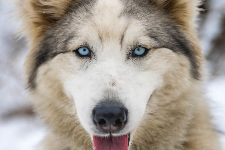 Dog Sledding, North America, Park City, Snow Covered, Travel, United States, Utah