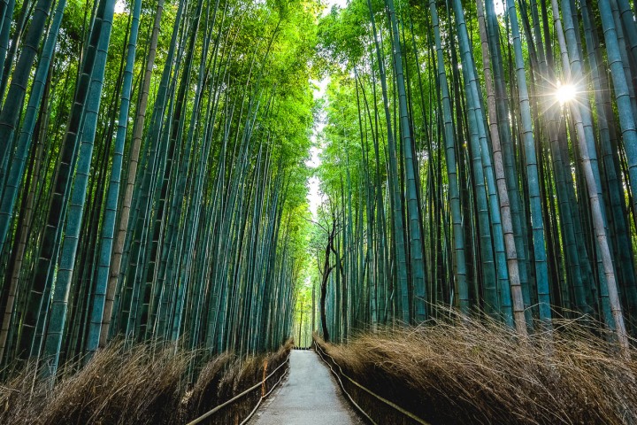 AGP, AGP Favorite, Alex G Perez, Arashiyama Bamboo Forest, Asia, Japan, Kameyama Park, Kyoto, Landscape Photography, Spring, Travel, www.AGPfoto.com