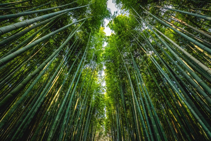 AGP, AGP Favorite, Alex G Perez, Arashiyama Bamboo Forest, Asia, Japan, Kameyama Park, Kyoto, Landscape Photography, Spring, Travel, www.AGPfoto.com