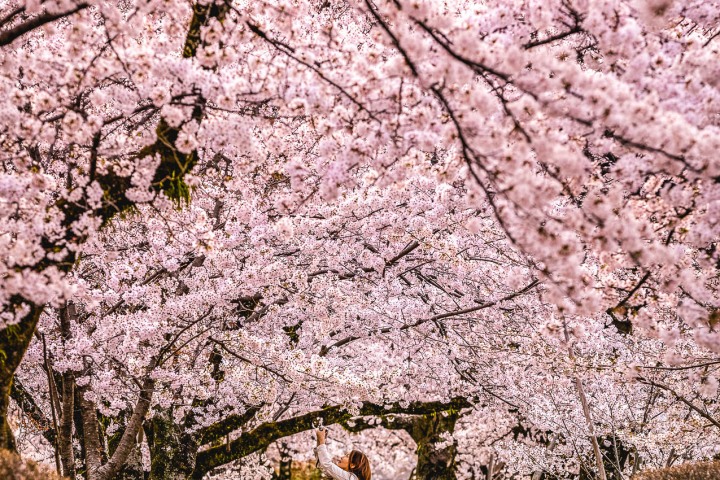 AGP, AGP Favorite, Alex G Perez, Asia, Cherry Blossoms, Japan, Kyoto, Philosopher's Path, Sakura, Spring, Travel, www.AGPfoto.com