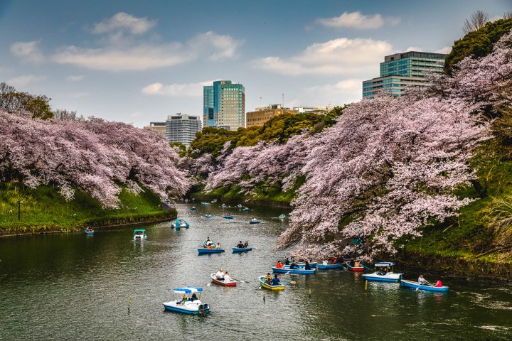 AGP, AGP Favorite, Alex G Perez, Asia, Cherry Blossoms, Chidorigafuchi Green Way, Chidorigafuchi Park, Japan, Landscape Photography, Row Boat, Sakura, Spring, Tokyo, Travel, www.AGPfoto.com