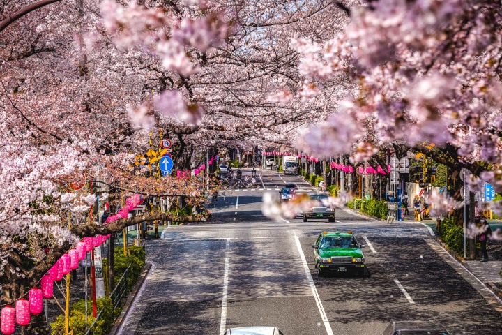 AGP, AGP Favorite, Alex G Perez, Asia, Cherry Blossoms, Japan, Sakura, Spring, Tokyo, Travel, www.AGPfoto.com